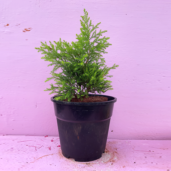 Golden cyprus plant