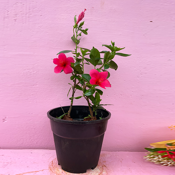Hibiscus VICTORY