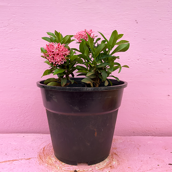 Ixora Coccinea Nora Grant Pink