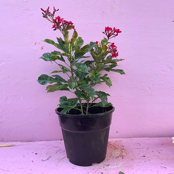 Jatropha
