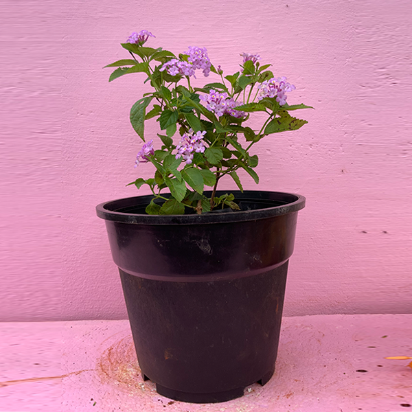 Lantana purple