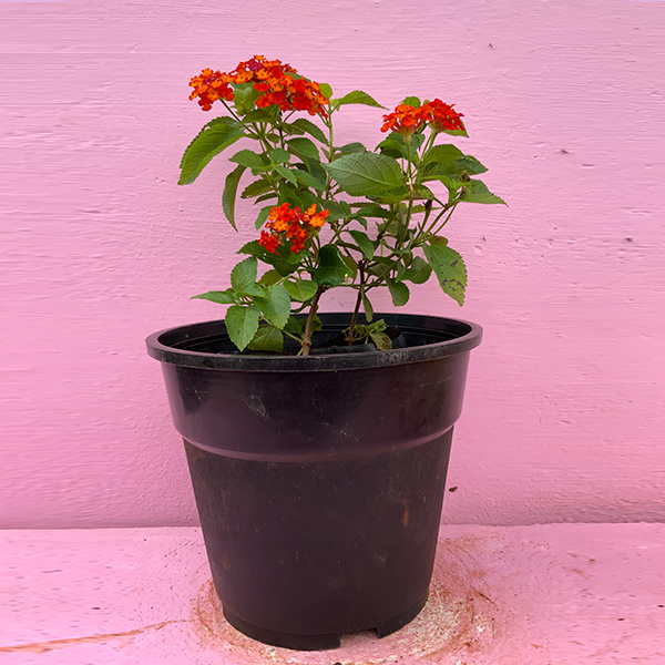 Sunkiss lantana flower