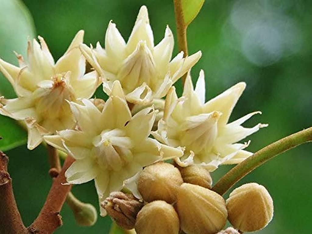 MAGILAM TREE PLANT