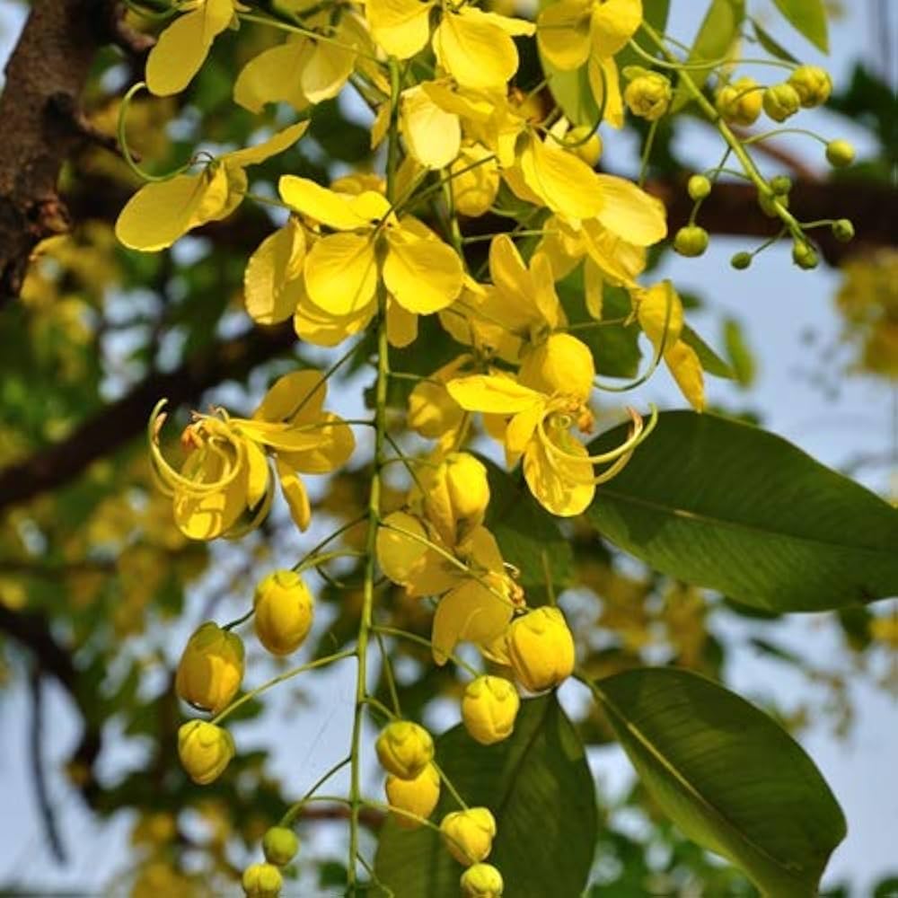 CASSIO FISTULA PLANT