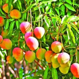 SWARNAREKA MANGO PLANT