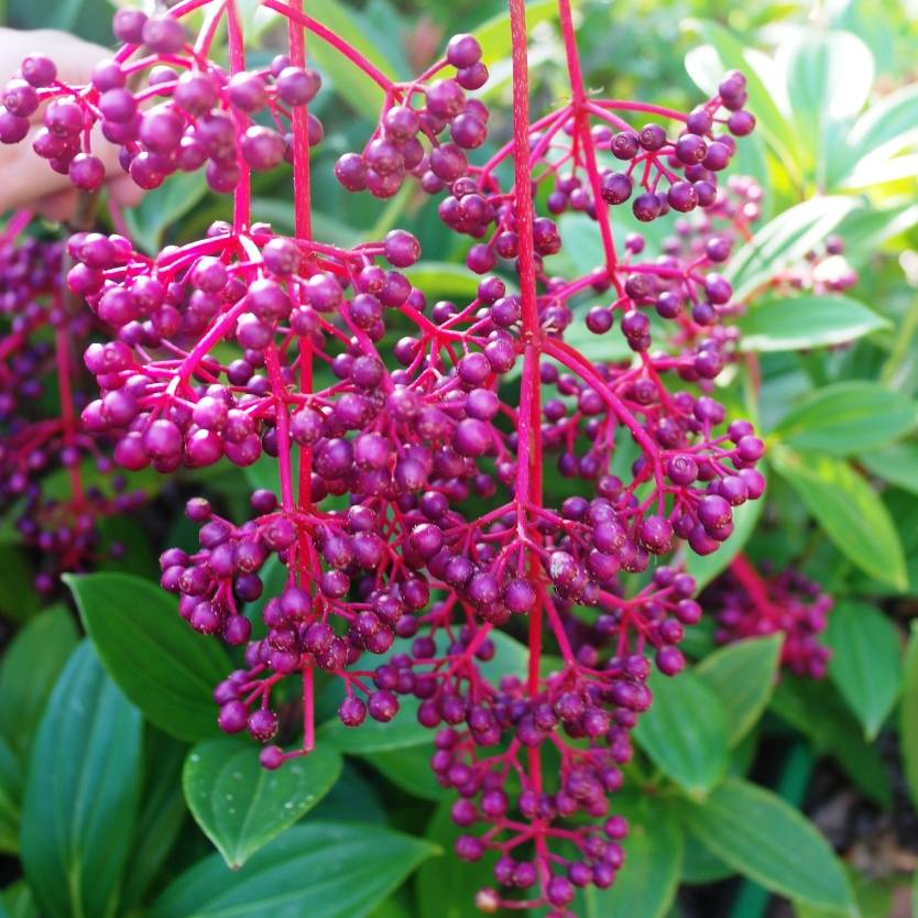 MEDINILLA MAGNIFICA
